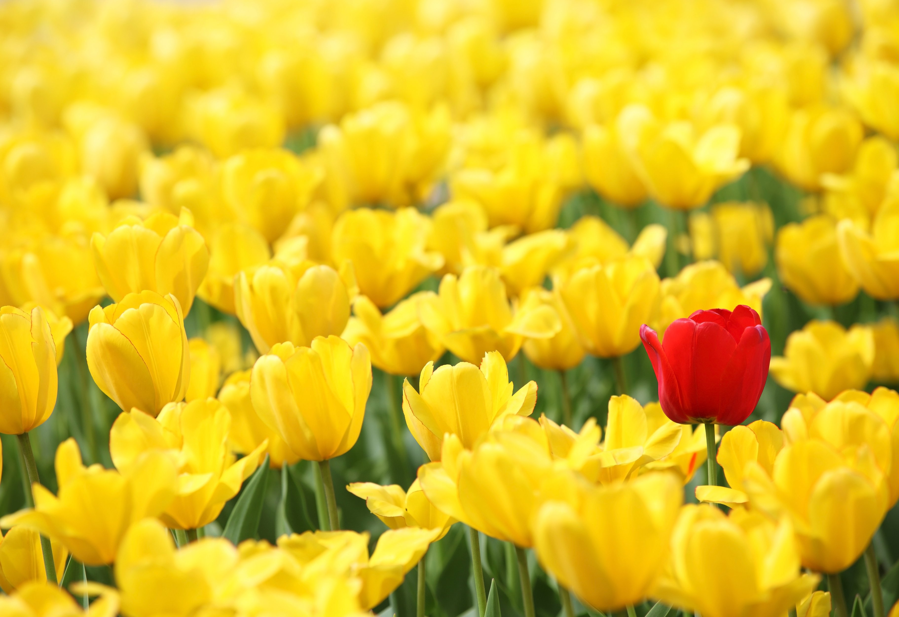 shutterstock_126830129