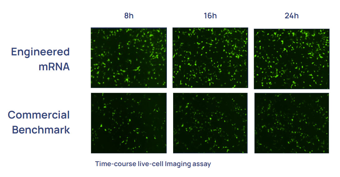 OB_mRNA_Expression_Boost_rev02