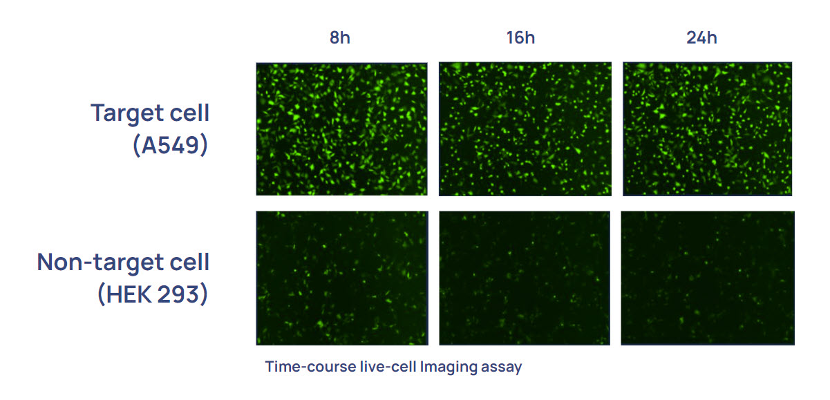 OB_mRNA_Specificity_rev01